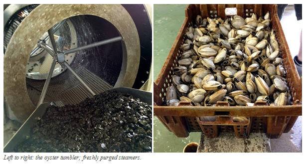 Blue Island oyster