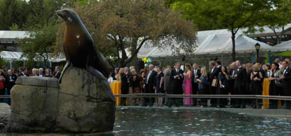 sea lion Cock 2